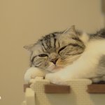 [유봉이네] 고양이 단체사진 찍기 도전(유봉이네)