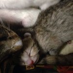 [고양이] 껌둥이 분양되던날 #4.