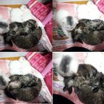 [꼬봉이네] 아깽시절 사진대방출~(1화)