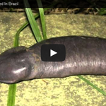 [작은공포] 특이한 <b>뱀</b> - 자지<b>뱀</b>