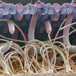 [<b>아리</b>] 신기한 현미경속 세상