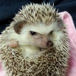 [고슴도치] 몽가  하트  <b>브레드</b> = 위시