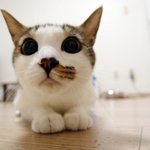 [고양이] <b>오뎅</b>꼬치없다.