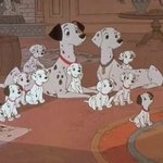 [사막여우<b>st</b>]평범평범한 방울이네 첫번째이야기♬♪