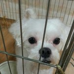말티즈 2살된 아이 실종했습니다. 대전 <b>동구</b> 삼성동 거주 신분 !!!