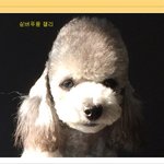 [엘켈첼] <b>토이</b>푸들 세자매의 일상