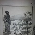 [아리] 19세기 악어사냥법