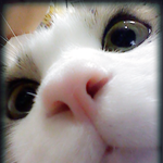 우리 매력<b>덩이</b> 코숏 만수군을 소개함다.