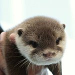 귀엽고 사랑스런 <b>수달</b>의 매력