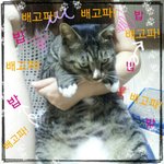 [고양이] 고양이도 외모가 중요하더군요.