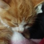 [고양이] (<b>창원</b>) 귀여운 새끼고양이 분양합니다(분양완료)