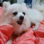 [도와주세요] 마루를 찾습니다(<b>증평</b>)