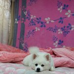 [<b>밍키</b>네집] 밍키입니다