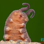 [아리] 정말 신기한 우단벌레