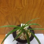 갓 키우기 시작한 애<b>기난</b> "복륜"이 입니다.