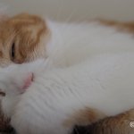 [유봉이네] 유봉이네 고양이 표정으로 본 직장인의 하루