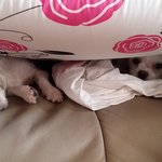 울 강<b>쥐들</b> 일상ㅎ