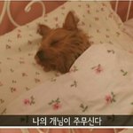 [요크셔] 개방귀를 맡아보셨나요?ㅋㅋㅋㅋ