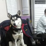 @한번만 읽어주세요. 소중한 반려견 달이를 찾습니다.