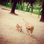 [밤바랑요다] 골든누나 밤바&amp;코기동생 요다 <b>놀러</b>다니는중ㅎ