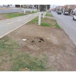 [라틴박우물] 칠레 반려동물 <b>무덤</b>