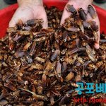 [<b>헐랭</b>] 중국의 바퀴벌레 농장