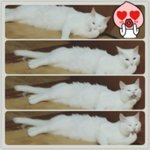 쪼꼬,라떼,찡 소개해용ㅎㅎ