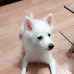 <b>사지</b>마세요 입양하세요!!