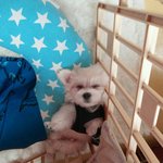 [행보기] [말티즈] 행보기의 일상다반사 !