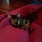 고냥이 상팔자 아비시니안 고롱고롱이