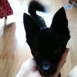 길에서 만난 까망이