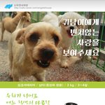 테리어] 세상 어디에도 없는 <b>요키</b>, 귀남이의 평생가족을 찾아요.