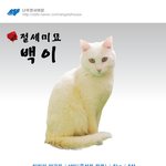 [유기견] [나주천사의집/백이] 절세<b>미묘</b> 백이의 평생가족을 찾습니다.