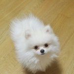 [콩이랑살기] 8개월 꽃미모견 콩이예요:<b>d</b>