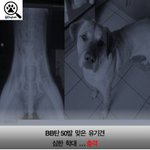 [분노 주의] <b>bb</b>탄 50발 맞은 유기견