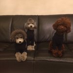 [엘켈첼] <b>토이</b>푸들 세자매의 일상