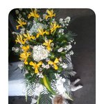 [<b>라틴</b>박우물] peru 낮잠 자는 개들-누운 곳이 안방