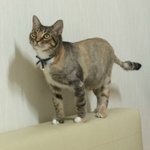 [고양이] 마포구 망원동) 삼색 고등어 보석이를 찾습니다. 목걸이를...