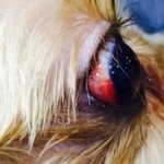 [내사랑<b>요키</b>] 사진有] 우리 <b>요키</b>가 억울한 일을 겪었어요ㅠㅠ