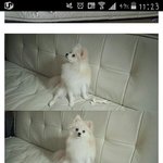 [도와주세요] 여러분ㅠㅜ너무급하네요ㅠㅠ포메맞는지확인좀해주세요ㅠ