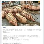 [베스트클릭] 미국의 돼지 사육 방식...