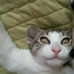 [꽃님과<b>망고</b>] '꽃님이와 <b>망고</b>네' - 새로운 손님