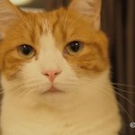 [유봉이네] i forgot how <b>to</b>.. 나는 00 하는 법을...