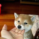 [콜로라도] 이런 <b>시바</b>개같은....