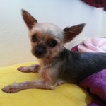 [유기견] 서울/요크셔테리어(여) 보호중입니다 ㅜㅜ <b>주인분</b>을 찾습니다