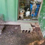 [희망해 서명] 늙고 병든 아이들의 안식처를 마련해주세요