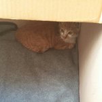 [본넷안] 본넷안에서 울던 새끼냥이.