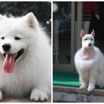 [EXO] 울집 개 <b>미용</b>할려고했는데 이거보고 망설여짐