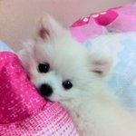 [우유얌] 우유의 잠 <b>자세</b> ㅋㅋㅋㅋㅋㅋ