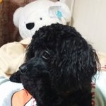 [못난3남매] 우리집 <b>못난이</b>3남매를 소개합니다~